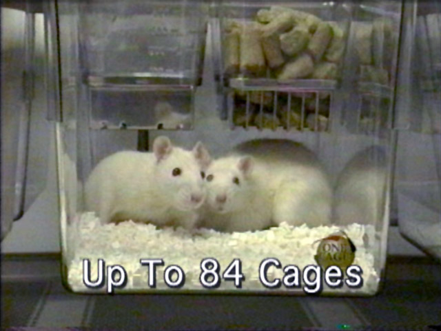 rats in a see-through cage